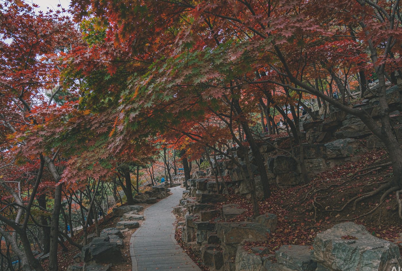 北京・香山の紅葉